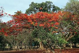 The decoction of the leaves is traditionally used in treating gastric problems, body pain , and rheumatic pains of joints. Hd Wallpaper Delonix Regia Fabaceae Royal Poinciana Flame Tree Gulmohar Wallpaper Flare