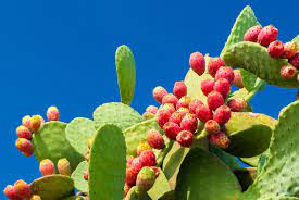 Nopales, or pads from the prickly pear cactus are enjoyed in many countries of the world. Nopal Prickly Pear Benefits Side Effects Dosage