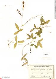 Image result for Teramnus