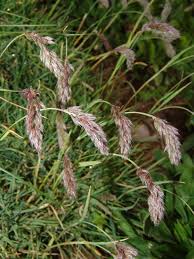 Image result for Pseudobromus engleri