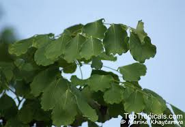 Image result for Dalbergia