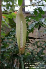 Image result for Anchomanes