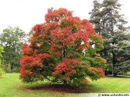 Conseils De Plantation D Un Arbre