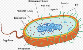 Prokaryotic And Eukaryotic Cells Cell Structure And Functions Class 8