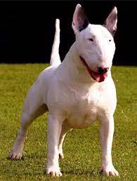 Dog Bill Of Sale Bull Terrier Tattoo Bull Terrier English Bull Terriers