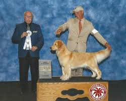 Location~ utah price~$3000 registration type~ full registration date of birth~ march 14th pick up date~ now…. Golden Retriever Dogs In Utah County Ut Golden Havoc Kennels