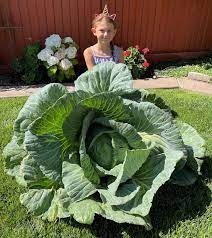 Morgan Hill Third Grader Grows Best In State Cabbage Morgan Hill Times Morgan Hill San Martin Ca
