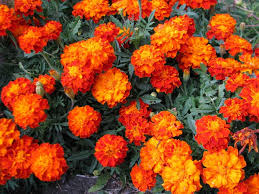 Marigolds Those Short And Sturdy Plants Are Good To Put As A Front Line Flower Garden Plants Bulb Flowers Plants