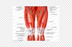 Anterior, lateral and posterior compartment. Anterior Compartment Of Thigh Human Leg Muscle Human Body Adductor Muscles Of The Thigh Text Orange Shoe Png Pngwing