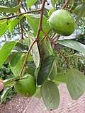 Image result for Diospyros consolatae