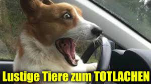 Das ist echt zum totlachen. Lustige Videos Zum Totlachen Versuch Nicht Zu Lachen Tiere Youtube