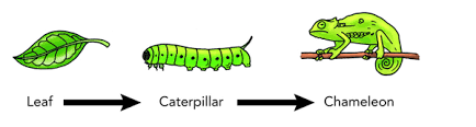 What exactly does this mean? Food Chain Key Stage Wiki