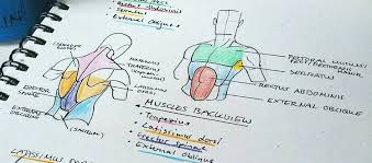 Female human body organ systems 9 photos of the female human body organ systems female anatomy organs, human body organ systems and their functions, human body organ systems diagram, human body organ systems foldable, human body organ systems for kids, human body organ systems list, human body organ systems worksheet, human muscles, female. Top 10 Human Anatomy Books For Artists