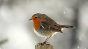Rotkehlchen erithacus rubecula rotkehlchen gesang no copyright infringement intended. Vogel Des Jahres Rotkehlchen Hat Derzeit Den Schnabel Vorn Neumarkt Nordbayern De