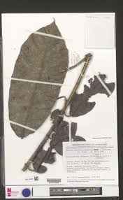 Image result for Dictyophleba