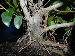 Image result for Ficus natalensis