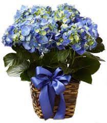Maybe you would like to learn more about one of these? Flowers By Mike Merrick Rd Oceanside Ny 11572