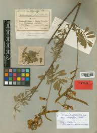 Image result for Argyrolobium stolzii