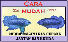 Pada bagian supit, cendet jantan memiliki bentuk supit yang kecil dan panjang, dan motif garis bulunya tidak beraturan. Cara Mengetahui Jenis Kelamin Ikan Cupang Aliems Journey