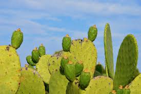 Can be gathered every three days from cactus near the post office in westown in spring, summer, and fall. Growing Spineless Cactus Pear As Livestock Feed Source Agriorbit