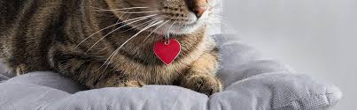 Typical cat names for female cats and kittens. The Best Male Female Cat Names John Lewis Finance