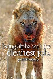 Justliftingthings Being Alpha Isn T The Cleanest Job Lion Feline Lion Love
