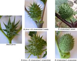 Image result for Datura ferox