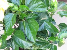 Jun 24, 2021 · these yellow leaves are why you will want to find an out of the way place to care for hibiscus trees in the winter. Photo Of The Leaves Of Tropical Hibiscus Hibiscus Rosa Sinensis Fort Myers Yellow Posted By Plantladylin Garden Org