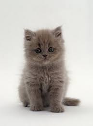 Name That Kitten Kittentoob Gatos Bonitos Gatos Gatitos Adorables