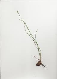 Image result for Abildgaardia ovata