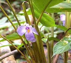 Image result for Halopegia azurea