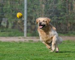 Golden retriever puppies for sale in delhi, best price golden this is the sporting group breed. Golden Retriever Price In India Feeding Cost Latest 2021 Addition
