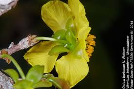 Image result for Hibiscus barbosae