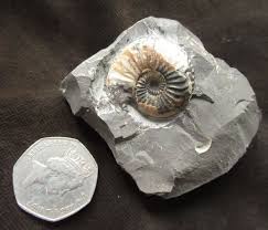 Image result for Pleioceras