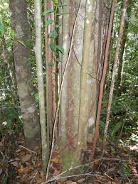 Image result for Dipterocarpaceae