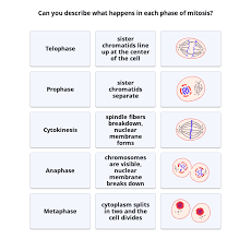 Due to this reason, continuous and stable cell division of callus is difficult. Mitosis Read Biology Ck 12 Foundation