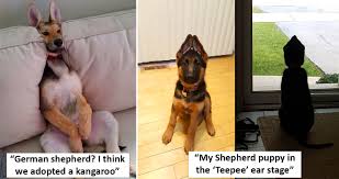 5 out of 5 stars (3,074) 3,074 reviews $ 22.99. People Have Been Sharing Adorable Photos Of Their German Shepherd Puppies And They Don T Disappoint
