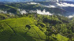 Jumat, 28 mei 2021 17:25. 7 Kebun Teh Di Jawa Barat Untuk Pemburu Pemandangan Hijau