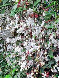 Image result for Clerodendrum