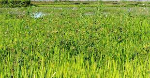 Image result for Aeschynomene glauca