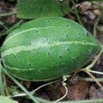 Image result for Cucumis sacleuxii