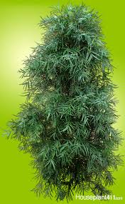 The most ferocious plant in a nursery full of fearsome specimens. Podocarpus Plant How To Grow Care Tips Houseplant411 Com