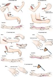 Image result for Motor Exam