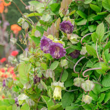 Image result for Cobaea