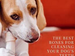 Tartar is a mineralized soft tooth coating, ie mineralized dental plaque. The Best Bones For Cleaning A Dog S Teeth Pethelpful