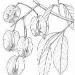 Image result for Combretum collinum
