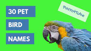 Pet Bird Names Top 30 Parrottube Youtube