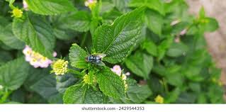 Image result for Philyrophyllum schinzii