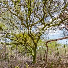 Image result for Vernonia praecox