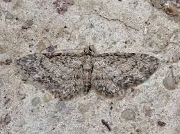 Image result for Eupithecia tenuiata